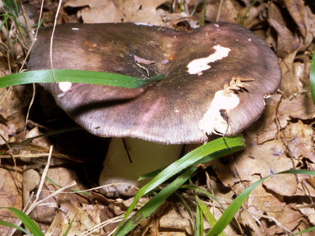  Image name: Russula_cyanoxantha2.jpg 
 width: 640 pixel 
 height: 480 pixel 
 Size: 131824 bytes 
 Click to enlarge 